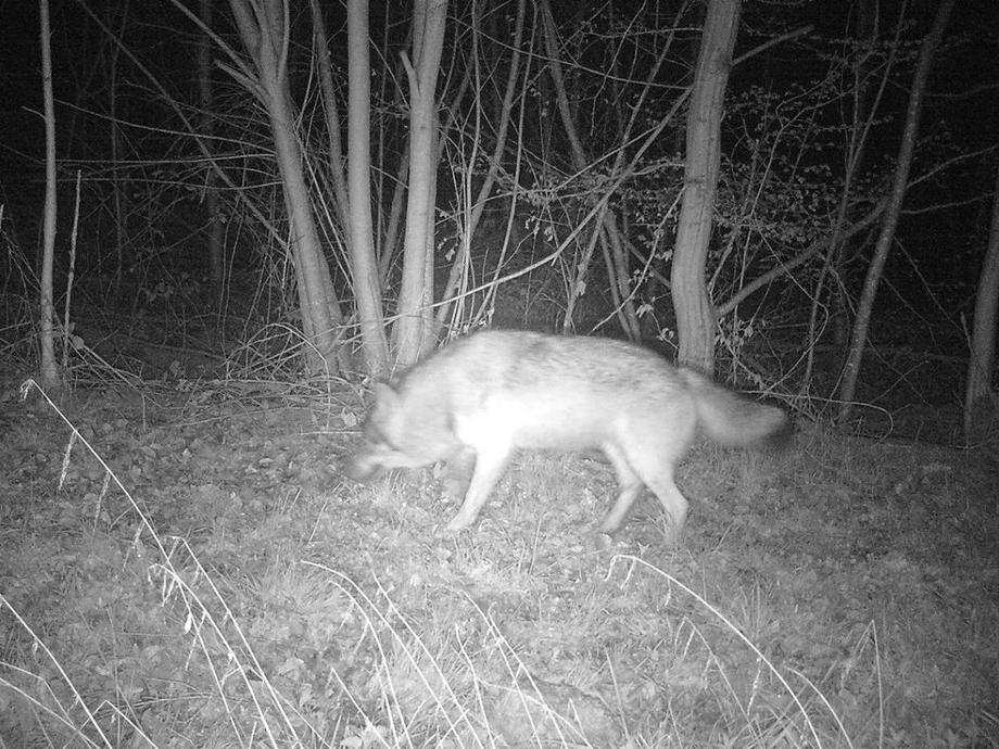 Schwarzweißes Foto eines Wolfes nachts im Wald.