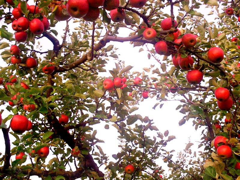 Rote Äpfel am Baum.