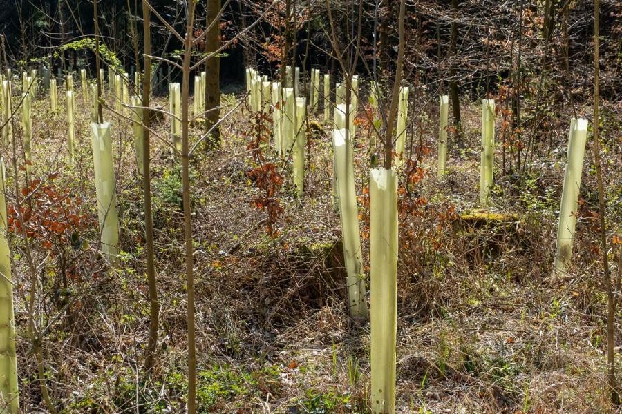 Zu sehen sind reihenweise frisch gepflanzte Bäume im Wald, die um die dünnen Stämme mit einer Plastik-Wuchshilfe umhüllt sind.                                   