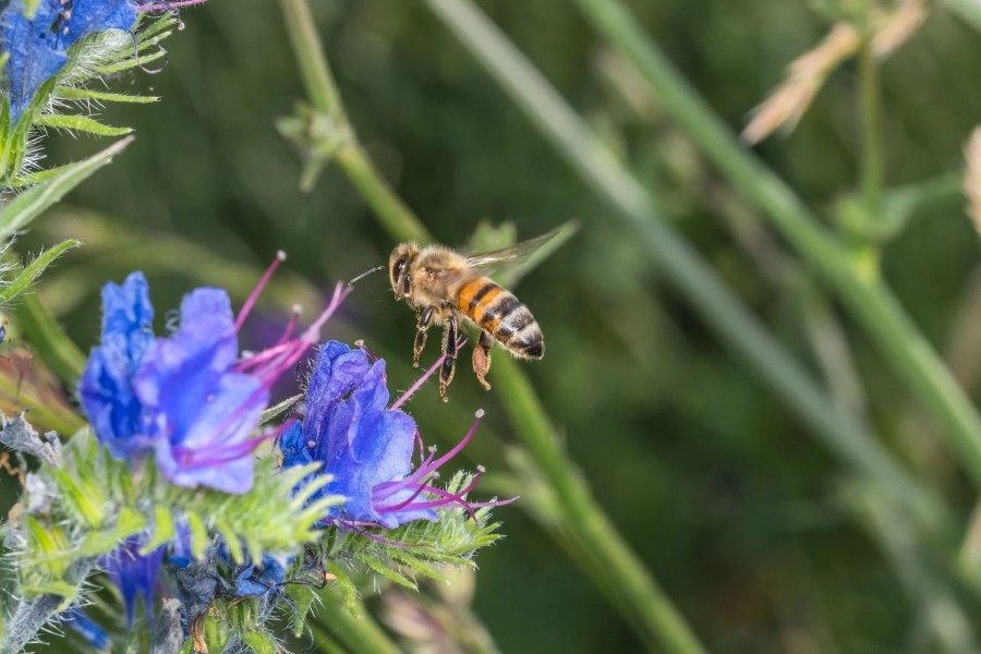 Zu sehen ist eine Biene im Anflug auf eine blau blühende Blume.