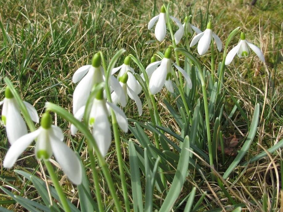 Schneeglöckchen auf einer Wiese