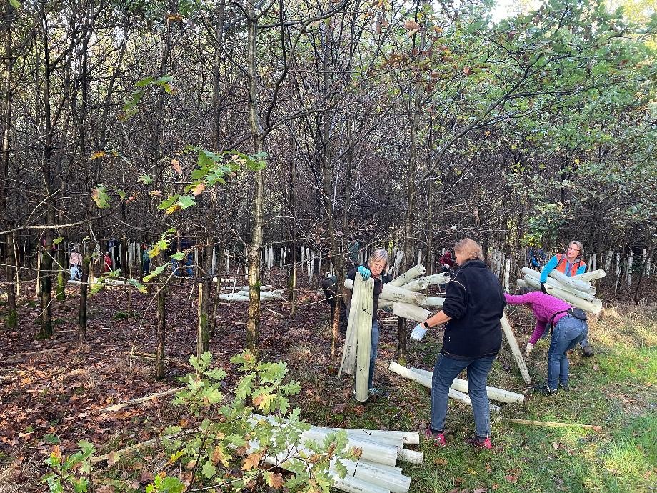 Plastikwuchshüllenentfernung Hier sieht man die fleißigen Helfer bei der Entfernung der Plastikwuchshüllen.