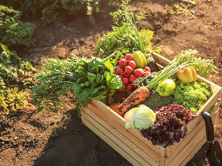Hier sind verschiedene Gemüsesorten in einer Holzkiste auf braunem Ackerboden zu sehen.