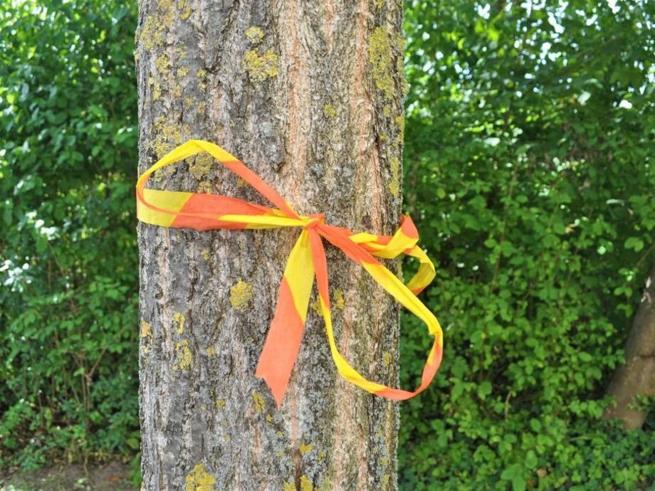 Zu sehen ist ein Baumstamm umwickelt mit gelb-orangenem Band.