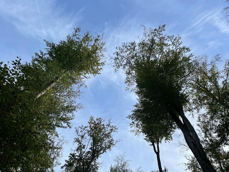 Zu sehen sind hohe Bäume im Wald, die in den blauen Himmel ragen.