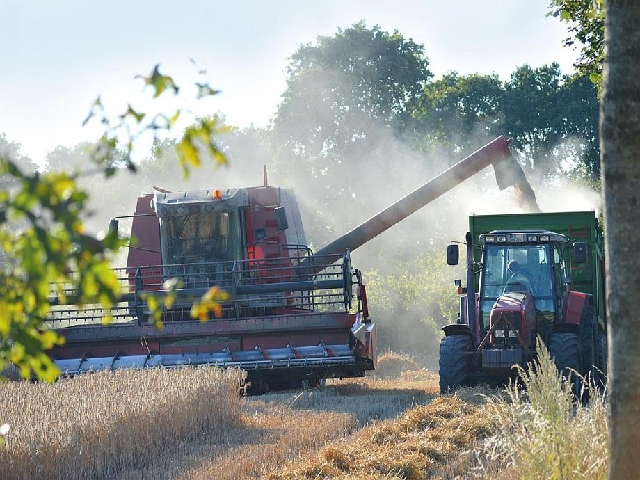 Mähdrescher Ein Mähdrescher und ein Traktor mit Anhänger bei der Ernte auf einem Feld.
