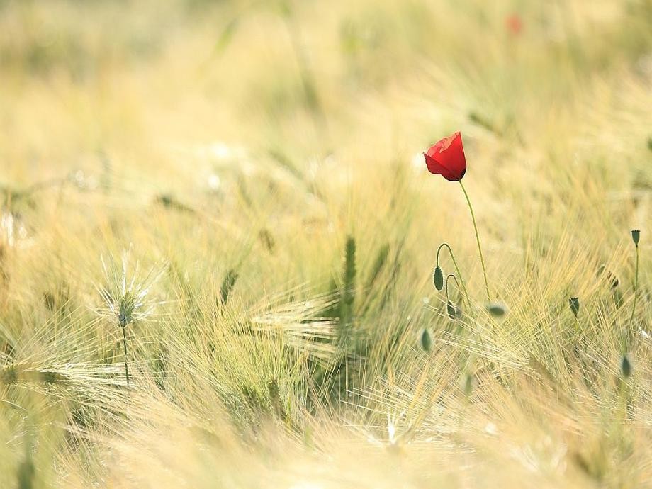 wendy CORNIQUET auf Pixabay-wenphotos-poppy-1144084_1280-Getreidefeld Hier ist die Nahaufnahme eines Getreidefeldes mit einer roten Mohnblume darin zu sehen.