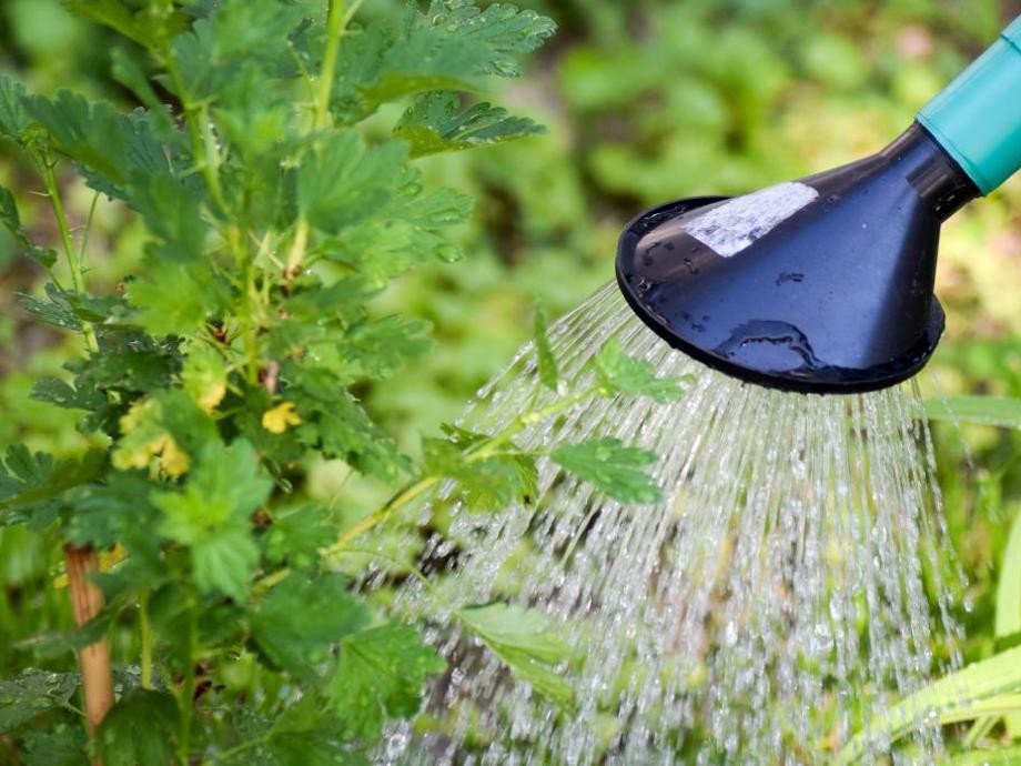 Wassersparen Jemand gießt mit einer grünen Gießkanne Pflanzen im Garten.