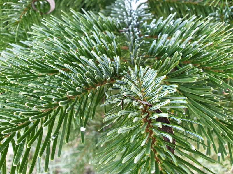 Weihnachtsbaumverkauf Weihnachtsbaumverkauf