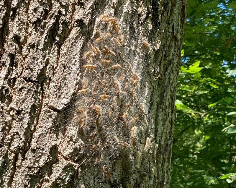 Nest mit Eichenprozessionsspinnern am Baumstamm einer Eiche.