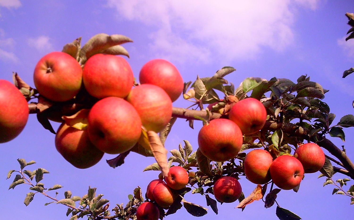 Zu sehen sind viele rote Äpfel am Baum, die in den blauen Himmel ragen.